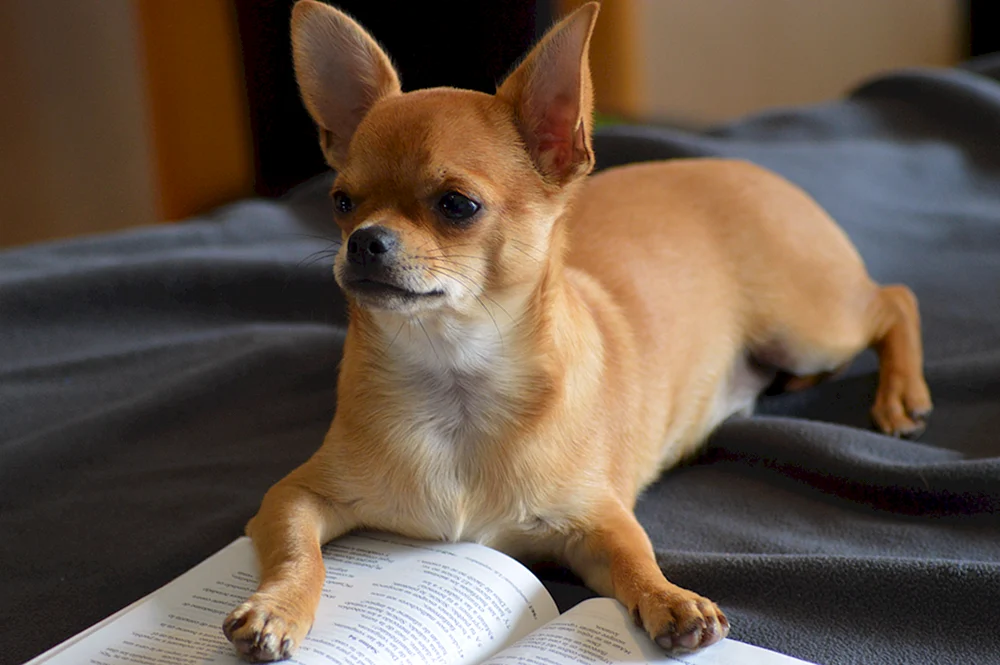 Chihuahua Kurzhaar