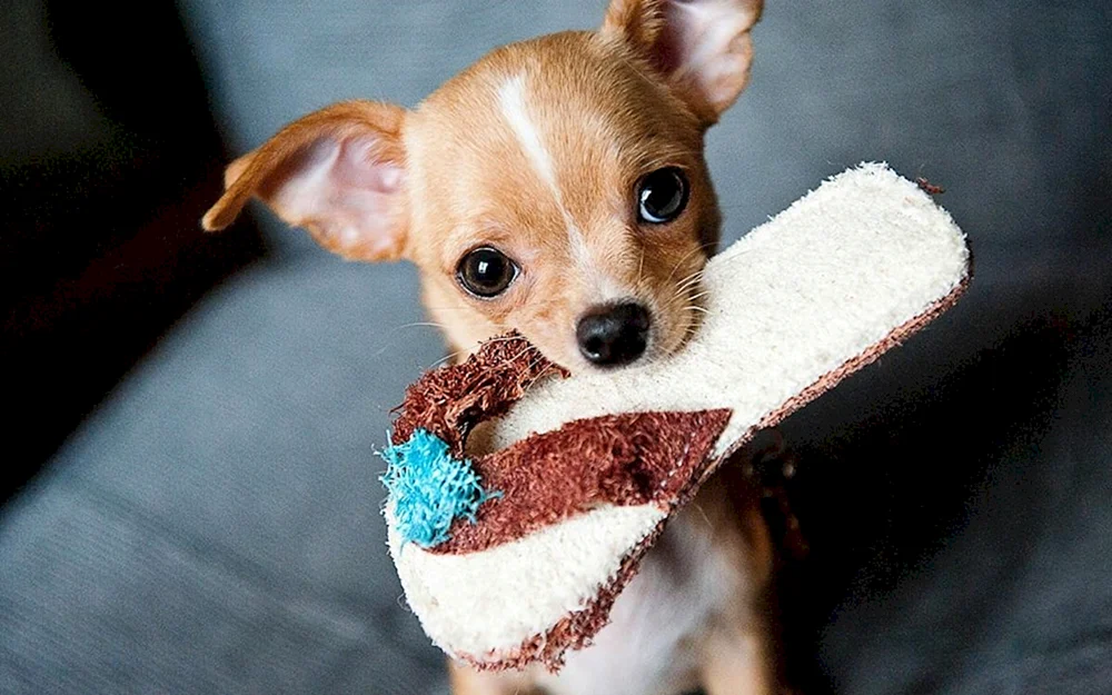 Chihuahua Poohpie