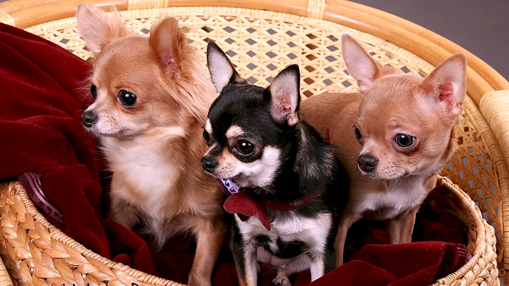 Hunderasse Chihuahua