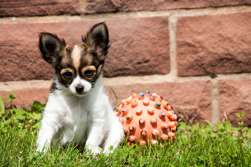 Chihuahua Hund