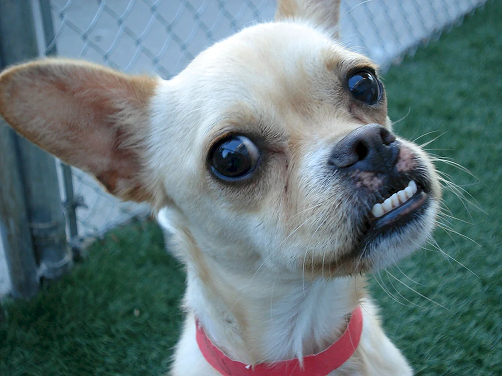 Sobaa Chihuahua