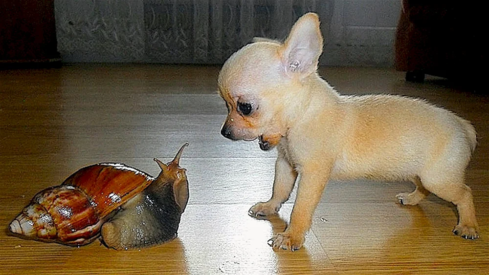 Lustig Chihuahua