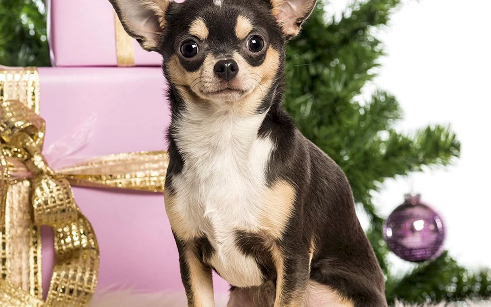 Mexikanischer Chihuahua glatt-haarig