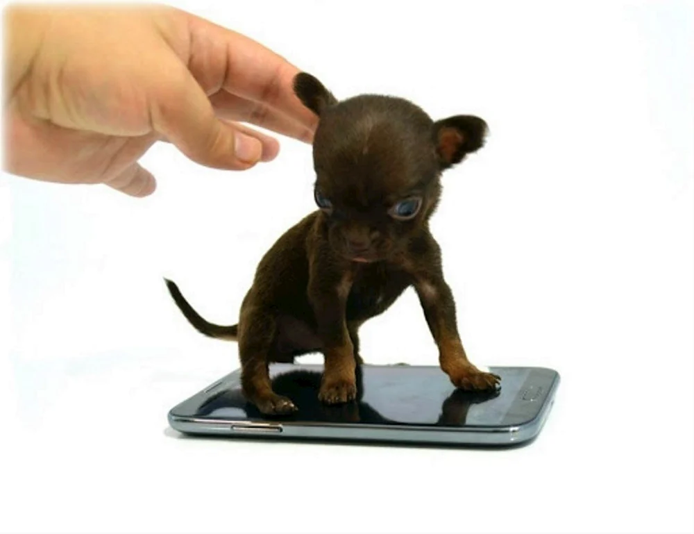 Chihuahua Milli