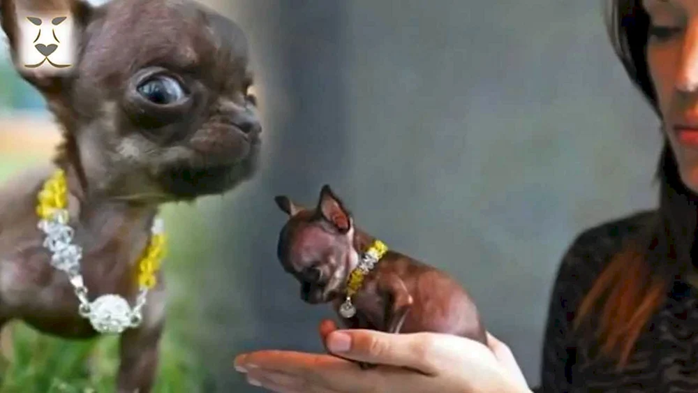 Chihuahua BUBU
