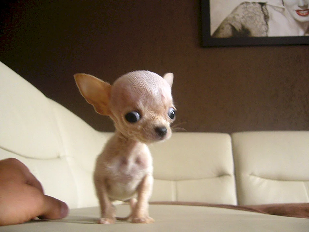 Chihuahua Hund mini