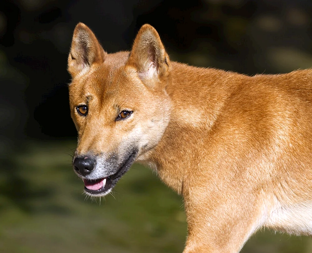 Dingo Hund