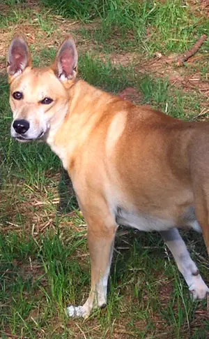 Dingo Carolina-Hund