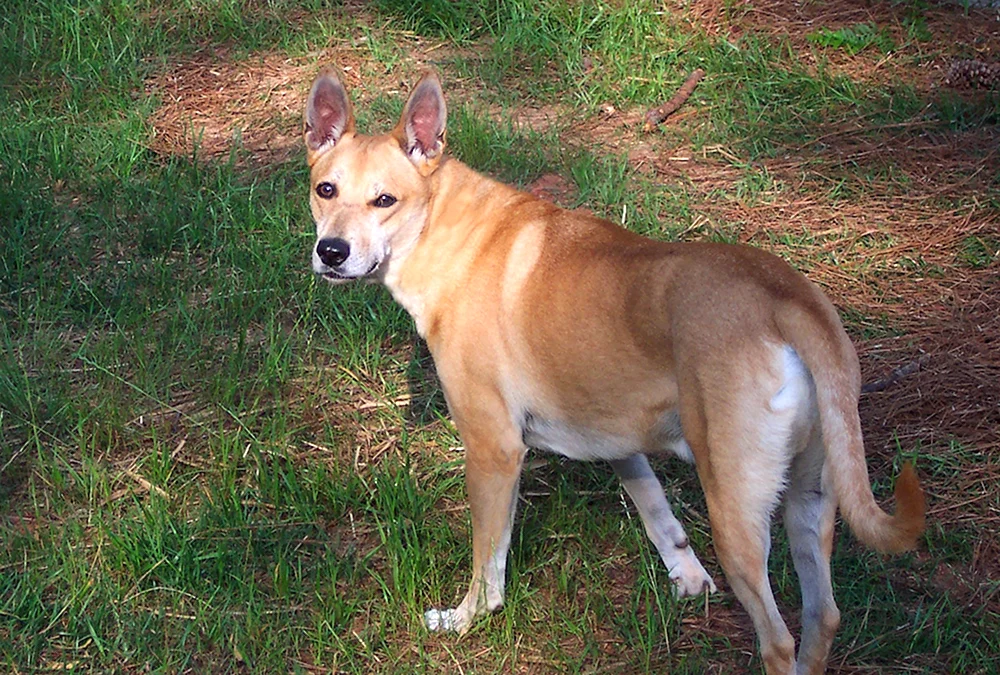 Dingo Carolina-Hund
