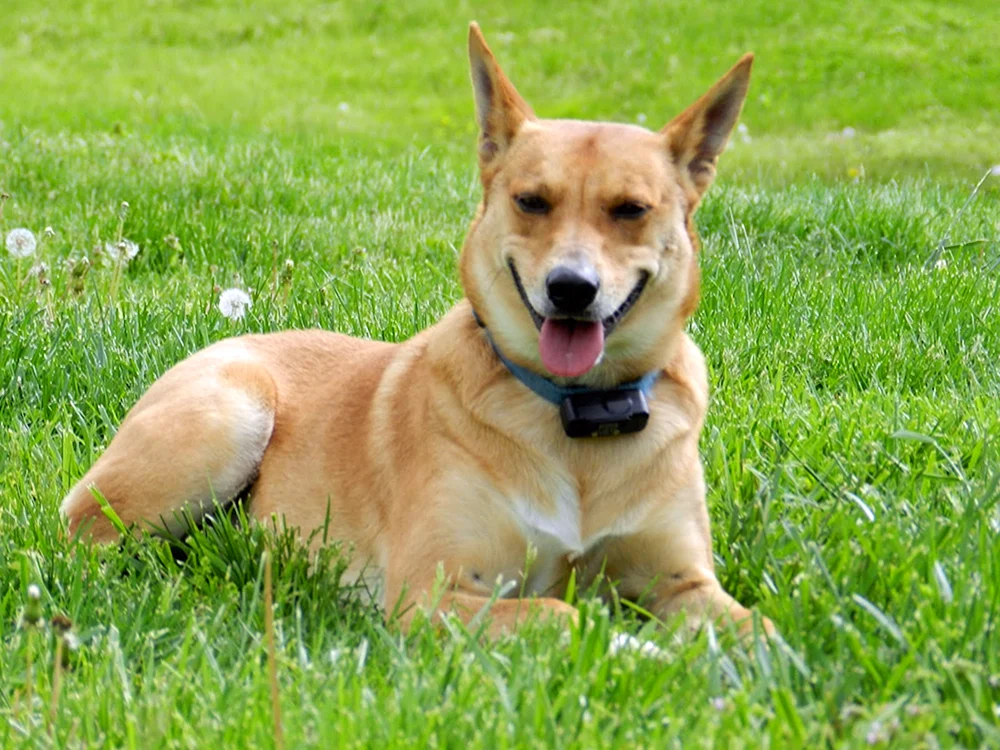 Dingo Carolina-Hund