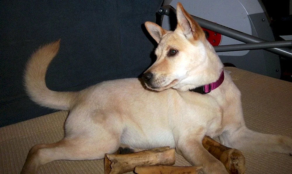 Dingo Hund Carolina