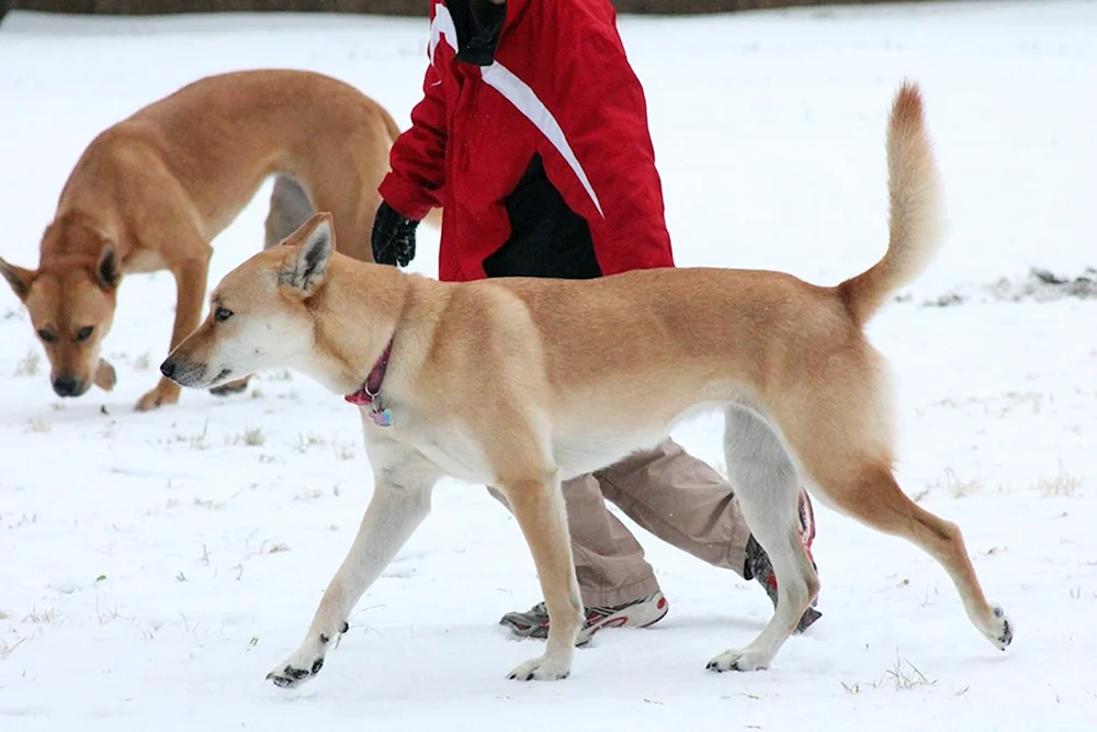 Dingo Hund Carolina
