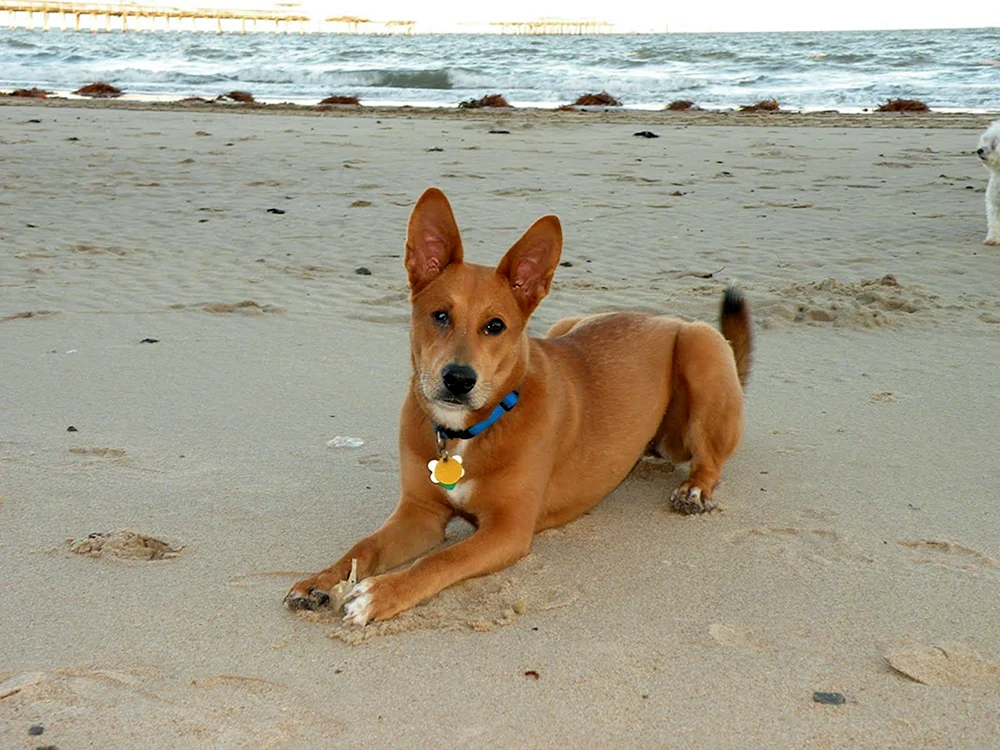 Dingo Hund Carolina