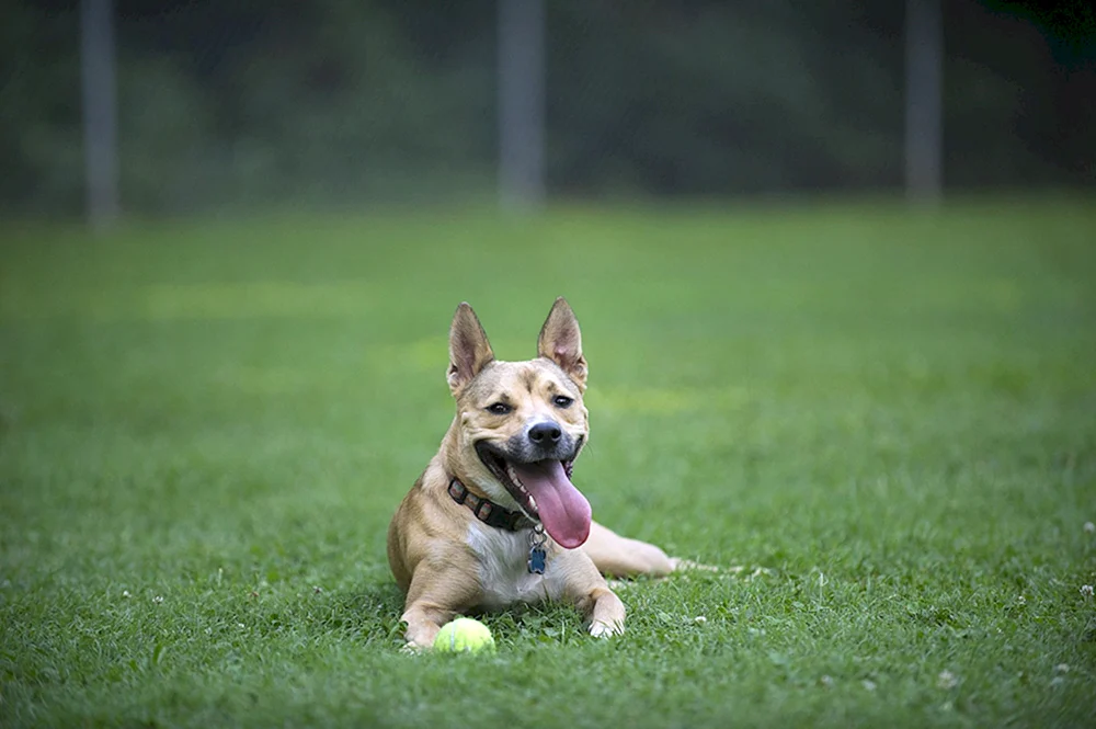 Carolina-Schäferhund