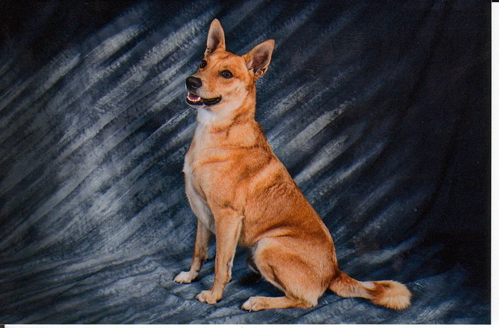 Amerikanische Dingo-Kurzhaar-Schäferhundrasse