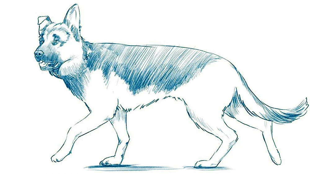 Hund zum Zeichnen