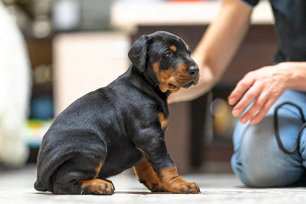 Dobermann Welpe