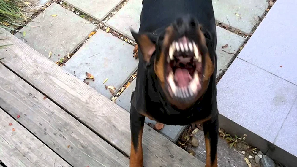 Dobermann Pinscher