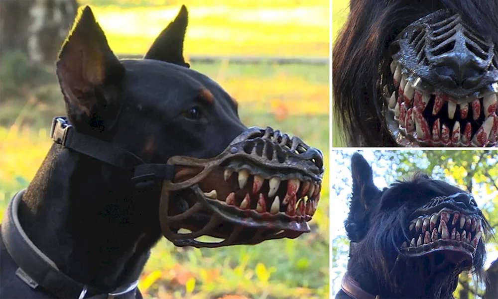 Dobermann Pinscher