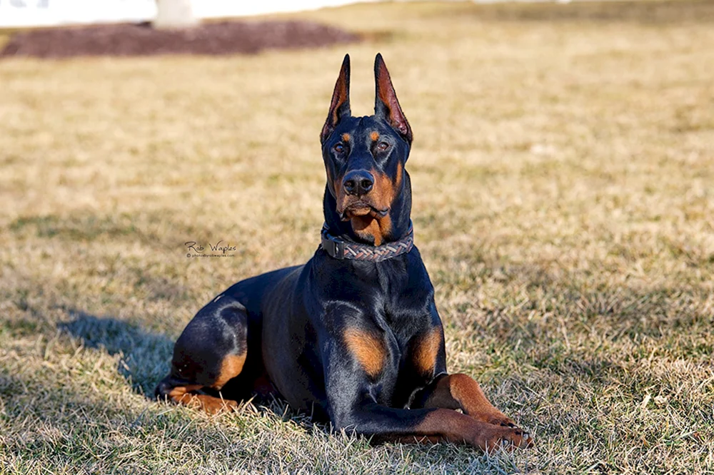 Dobermann Hund- Pinscher