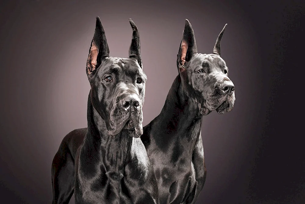 Hund Royal Marbled