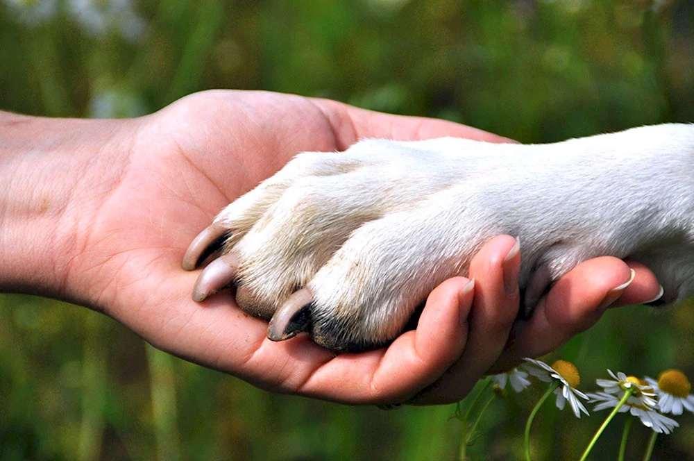 Hund ist ein Freund des Menschen