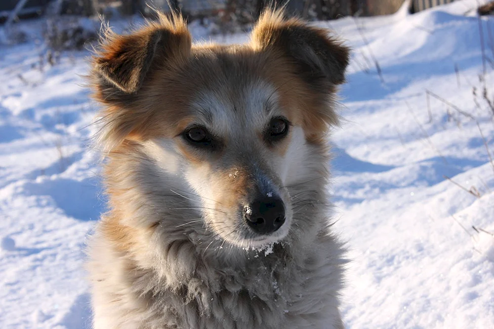 Rasse des Dabbler-Hundes