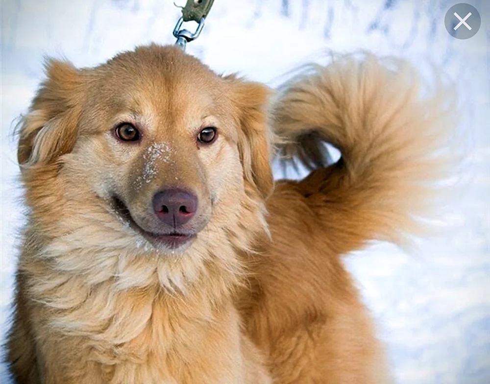 Collie Schäferhund Schottischer Rotschopf