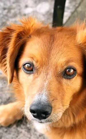 Roter Mischlingshund