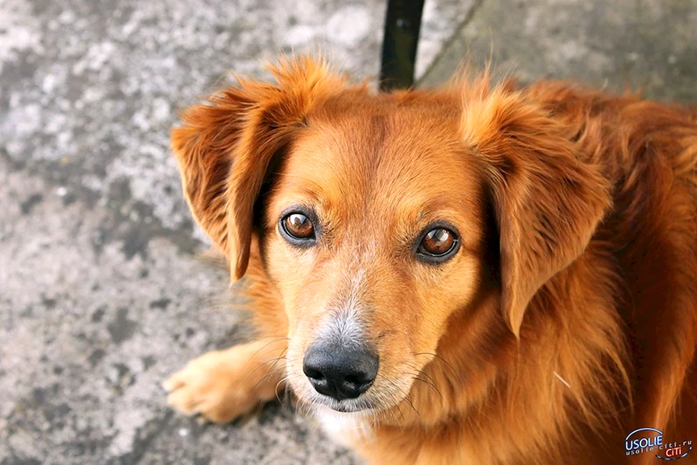Roter Mischlingshund