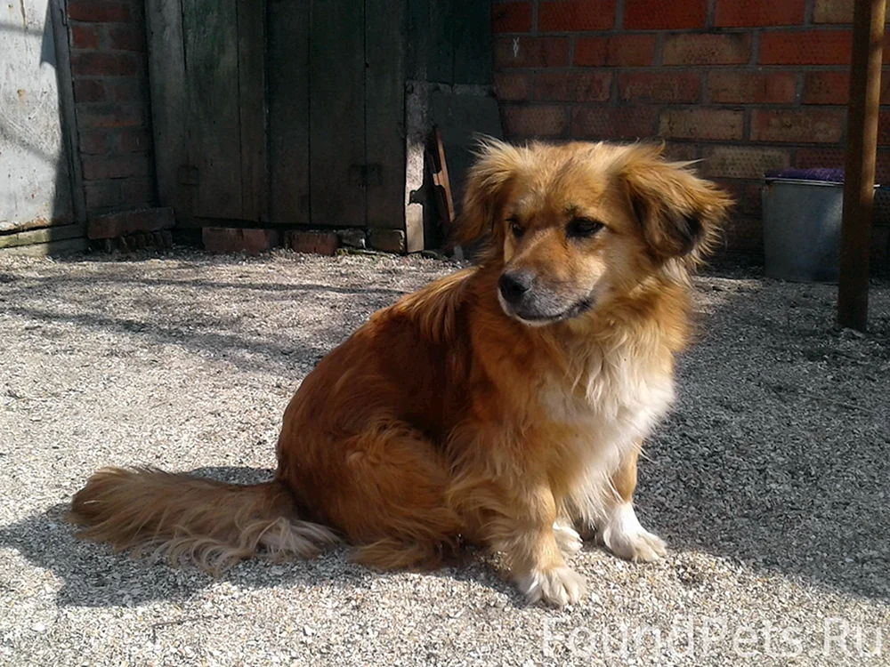 Roter Mischlingshund