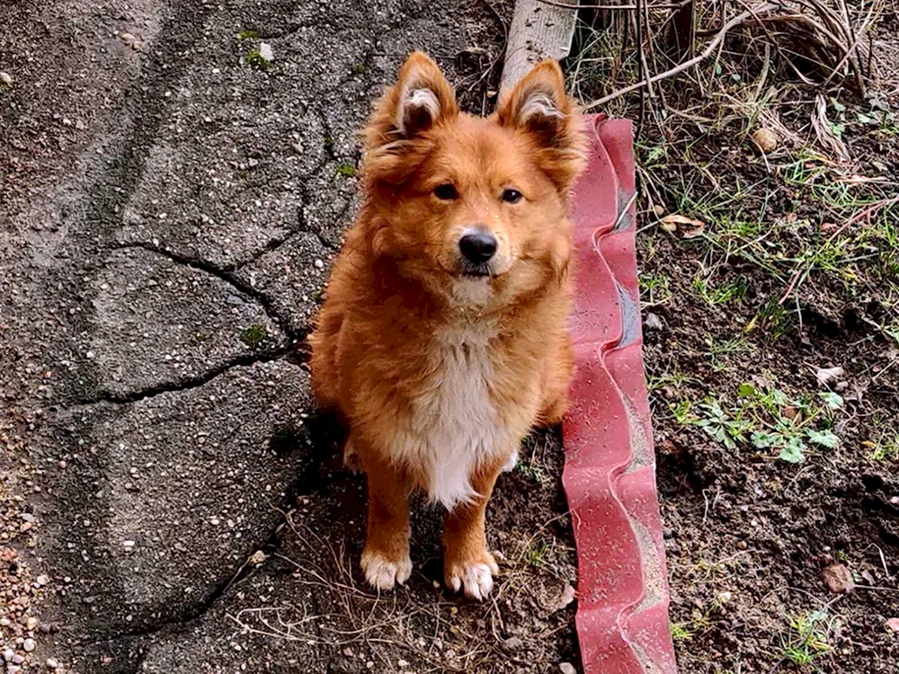 Roter Mischlingshund