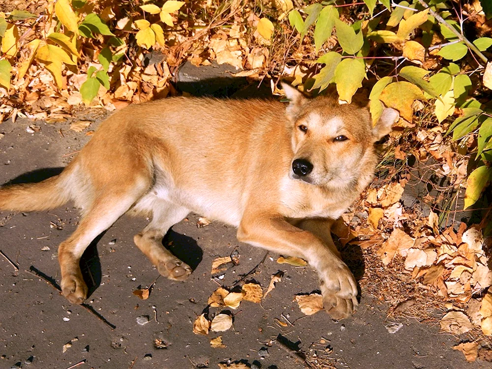 Roter Mischlingshund