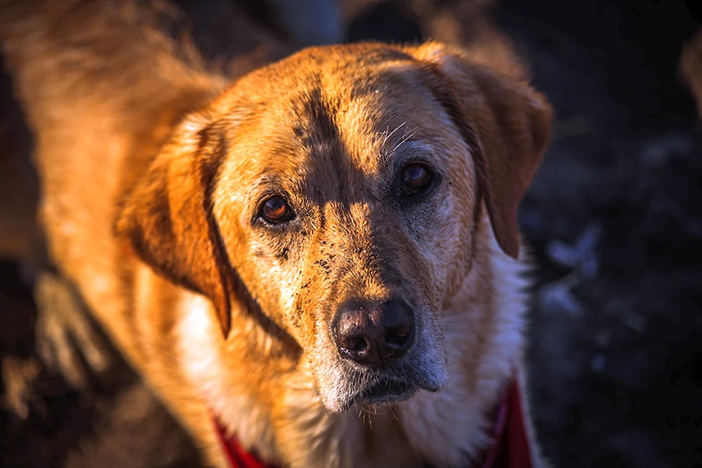 Mischlingshund rot