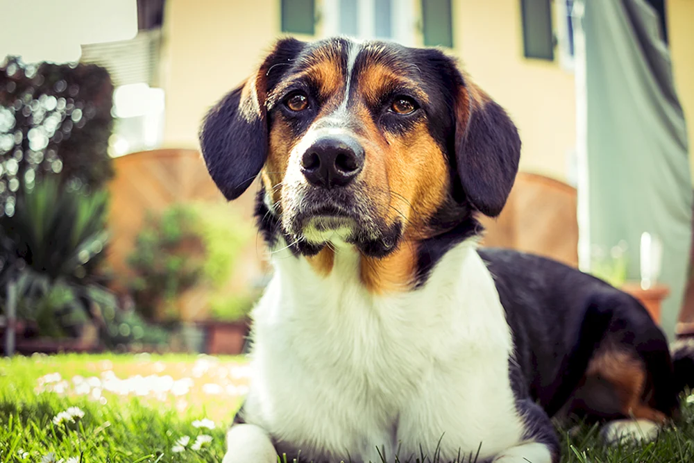 Edison Hund. Lyusya