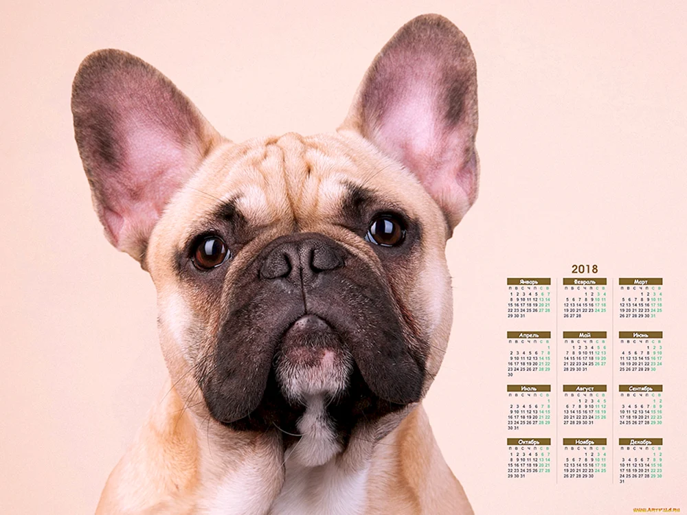 Hund Französische Bulldogge