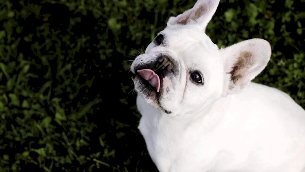 Französische Bulldogge Hund