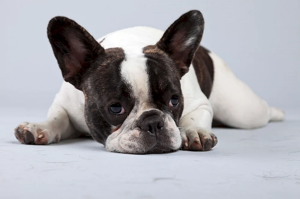Französische Bulldogge Welpe