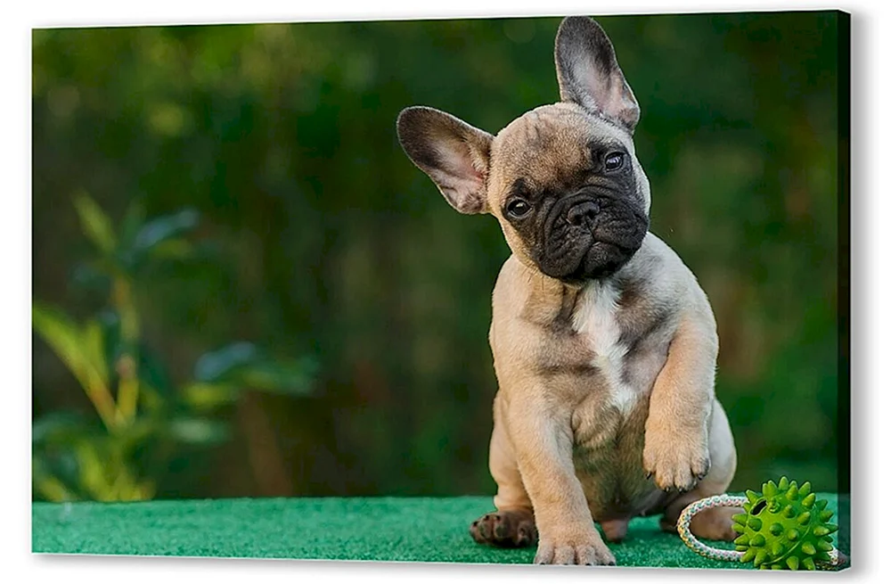 Padded. Französische Bulldogge