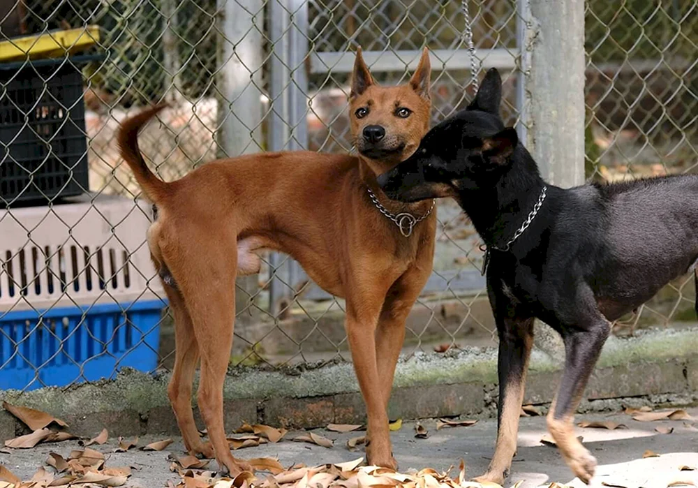Australischer Kurzschwanz-Schäferhund