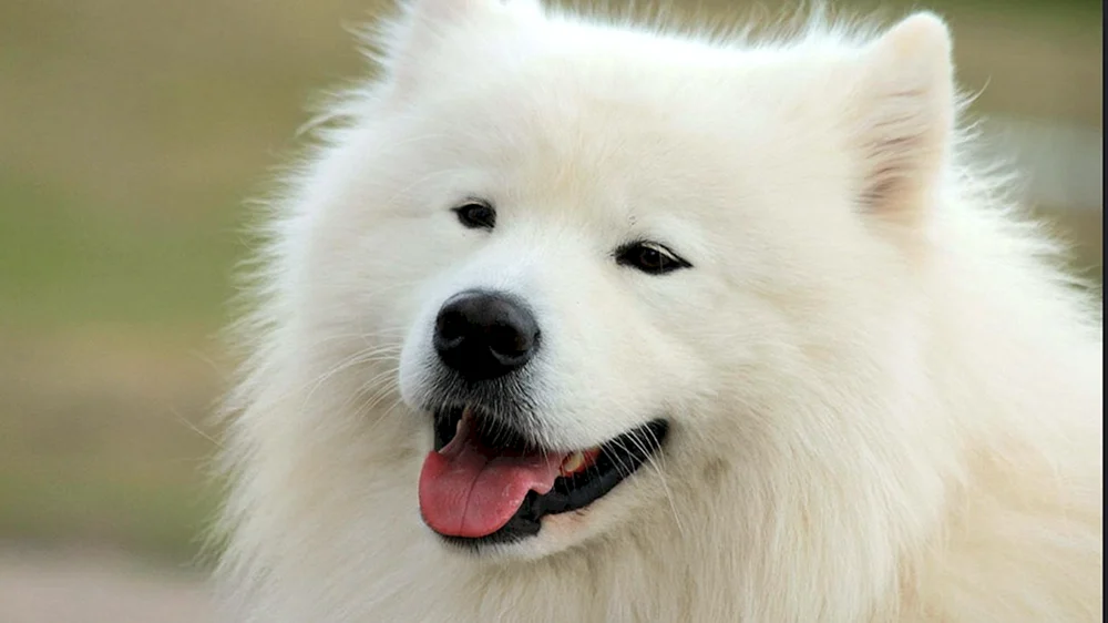 Japanischer Spitz