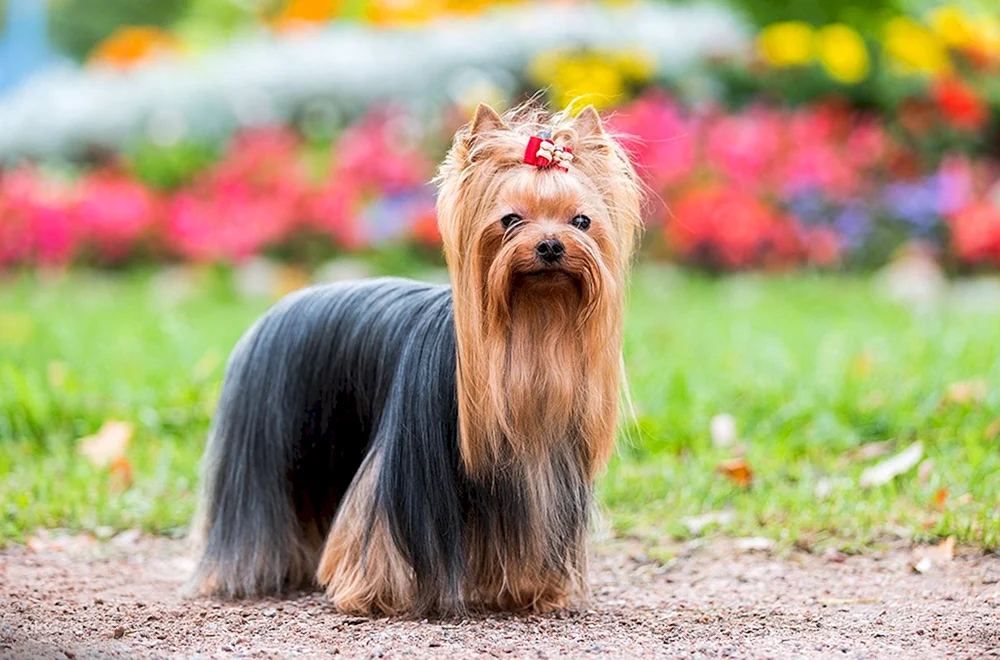 Yorkshire Terrier