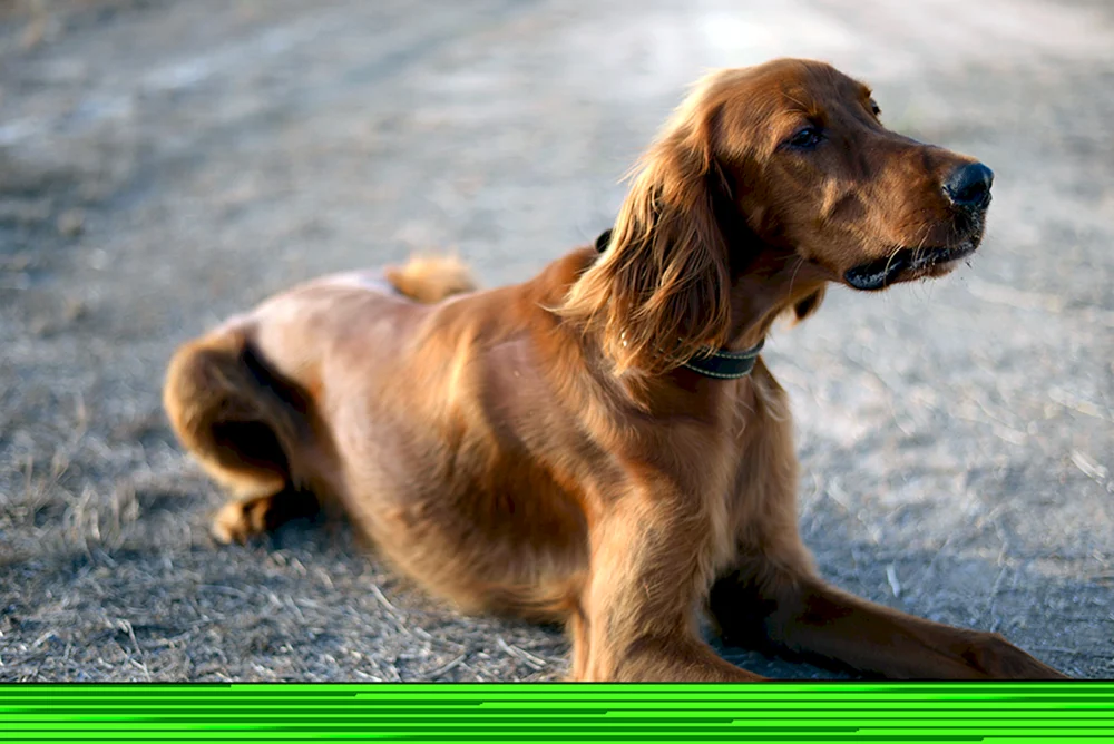 Irish Setter Hund