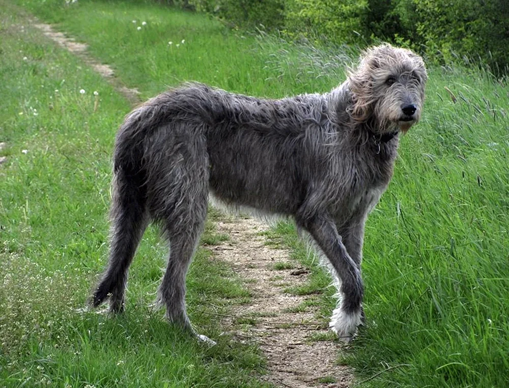 Irish Wolfhound