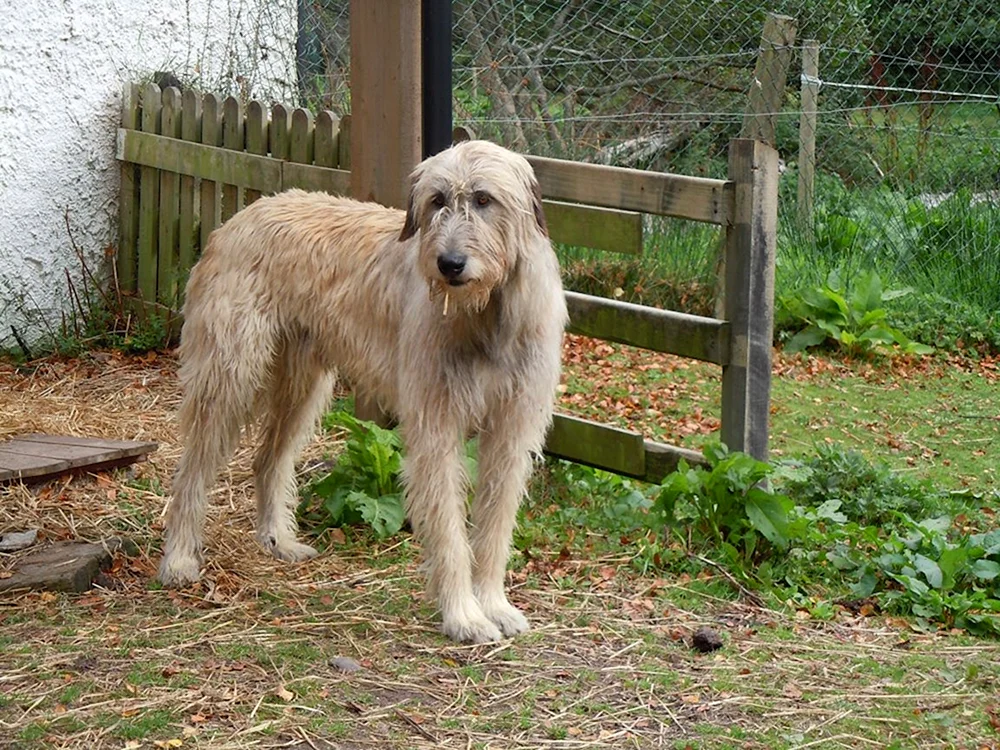 Irish Wolfhound