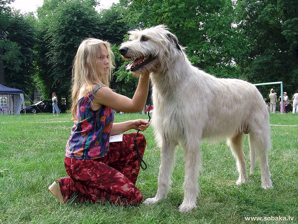 Irischer Wolfshund