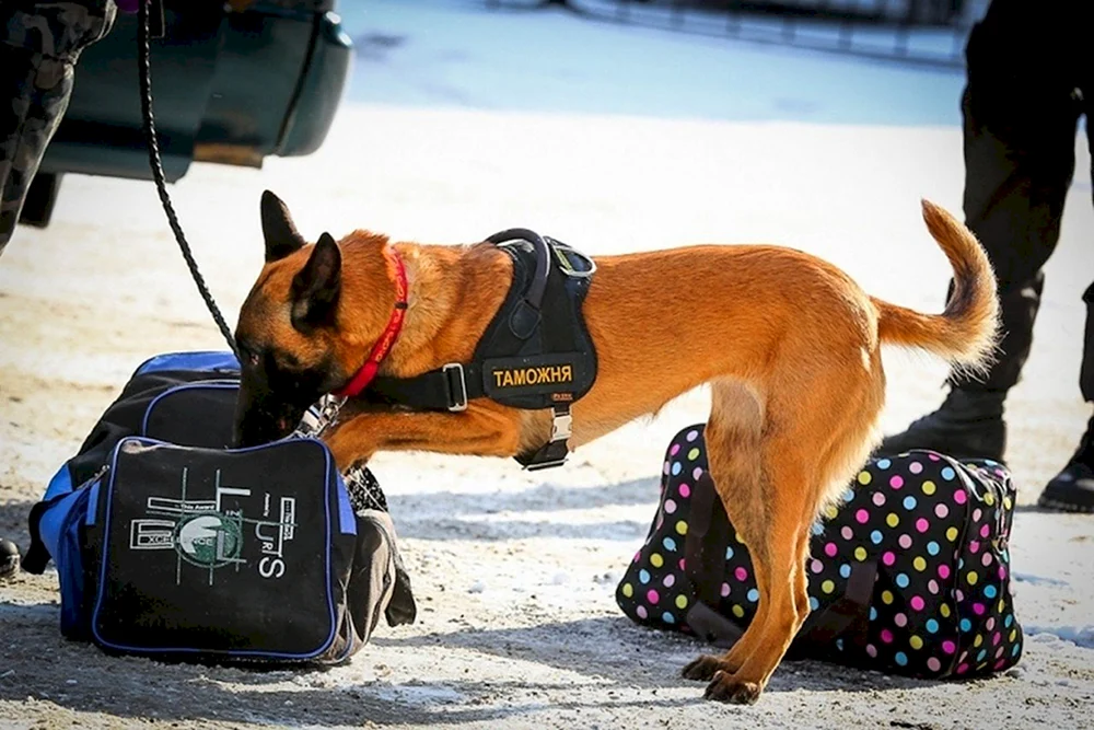 Spürhund