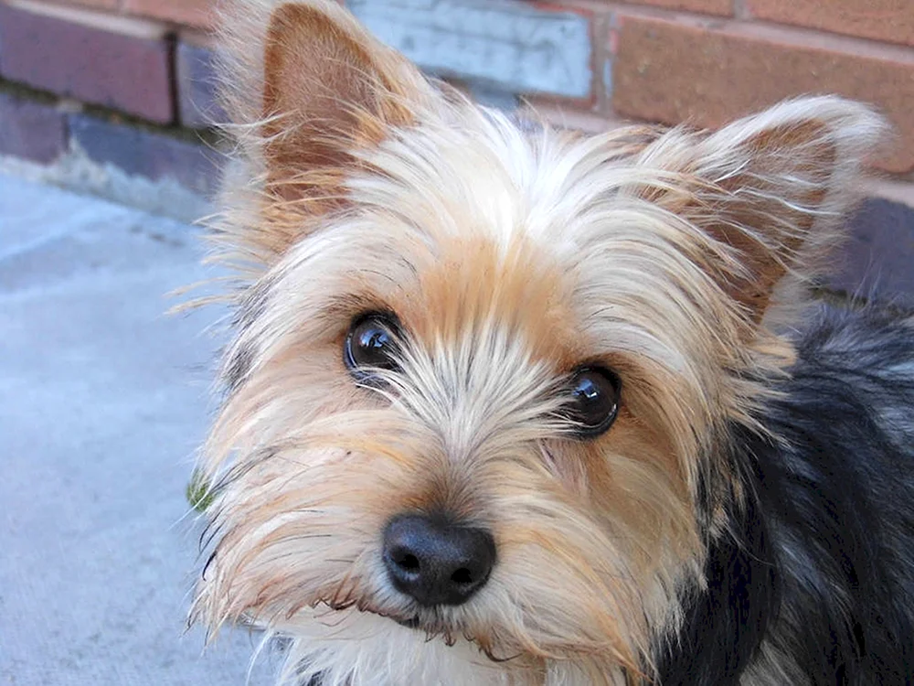West Highland Terrier