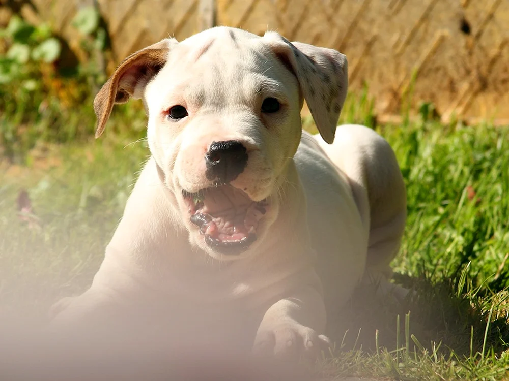 Staffordshire Terrier Bullie