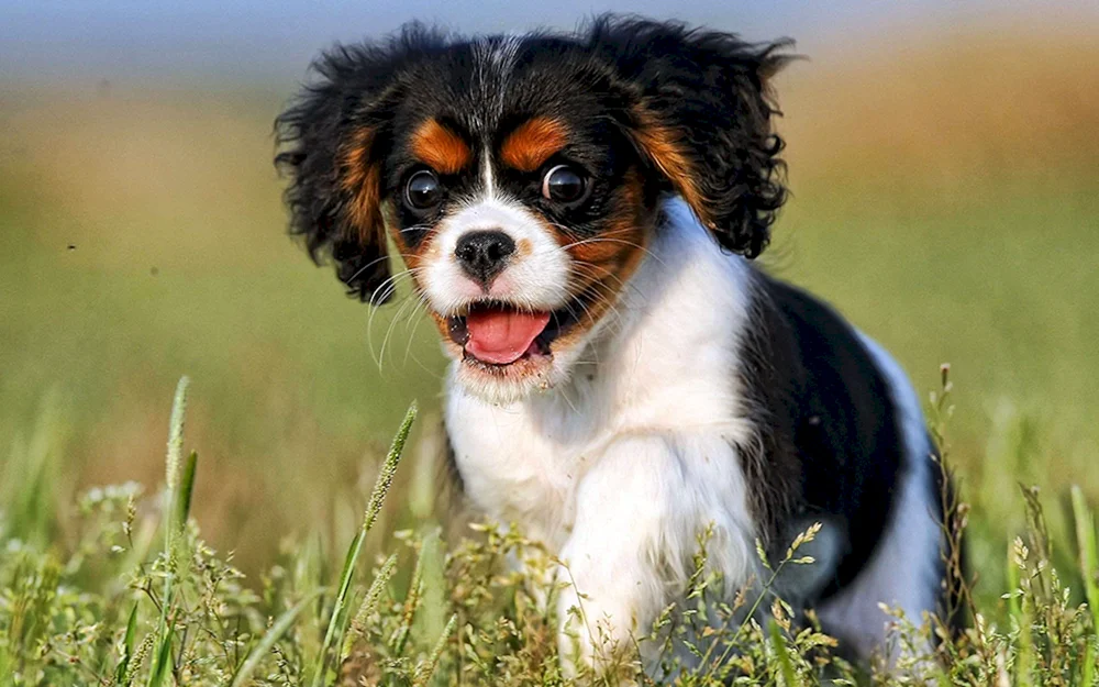 King Charles Spaniel